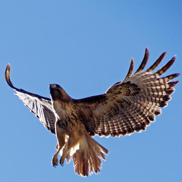picture of bird