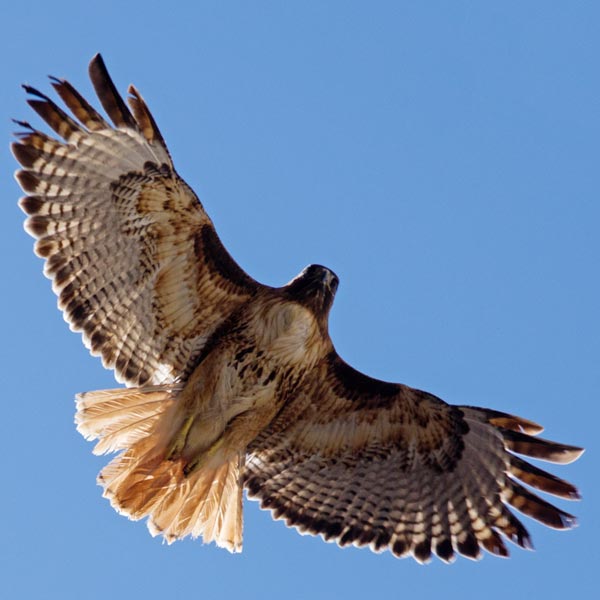 picture of bird
