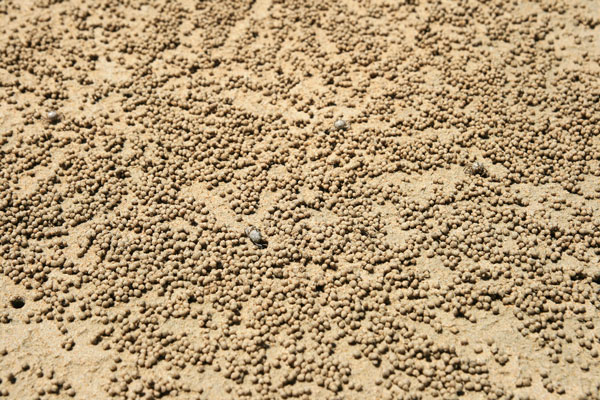picture of crab