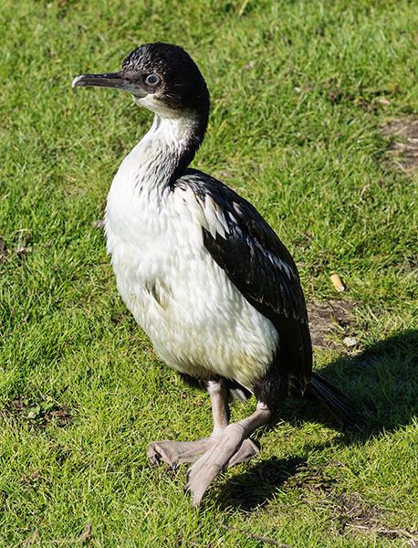 picture of bird