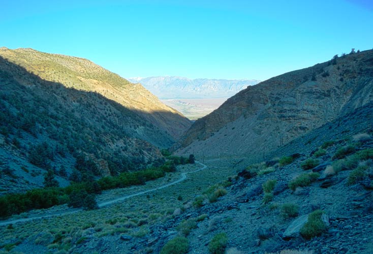 picture of silver cyn