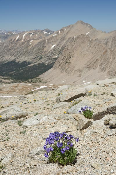picture of Sierra