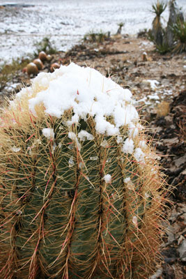 picture of cactus