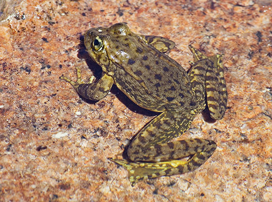 picture of frog