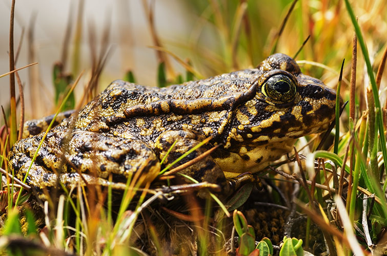 picture of frog