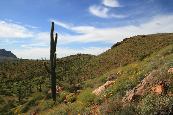 picture of desert