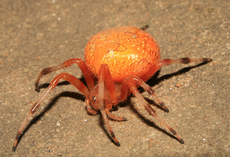 picture of spider