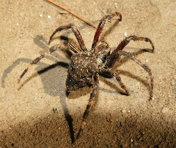 picture of spider