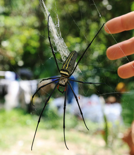 picture of spider