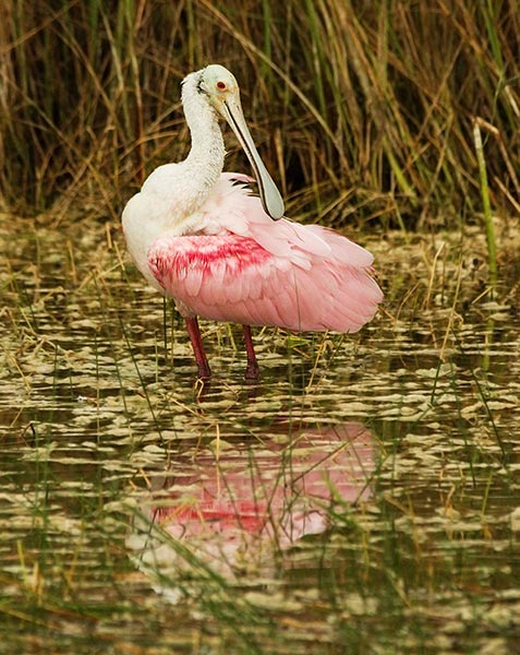 picture of bird