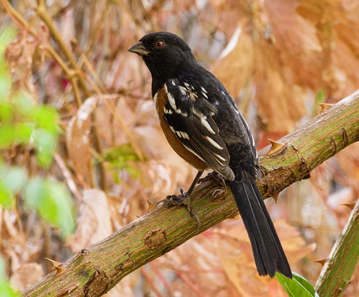 picture of bird