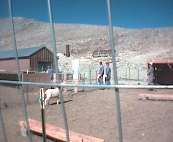 Picture of sheep rodeo