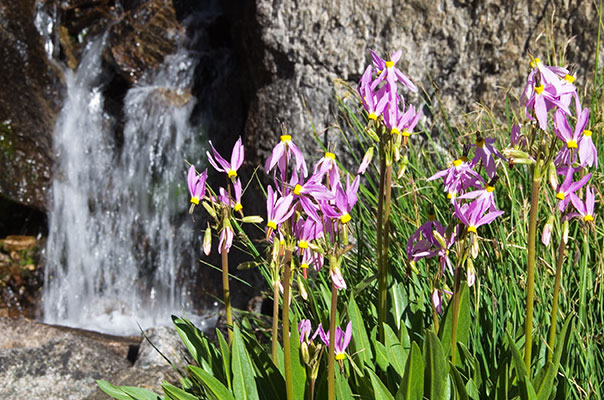 picture of flowers