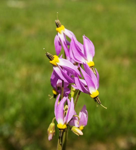 picture of flower