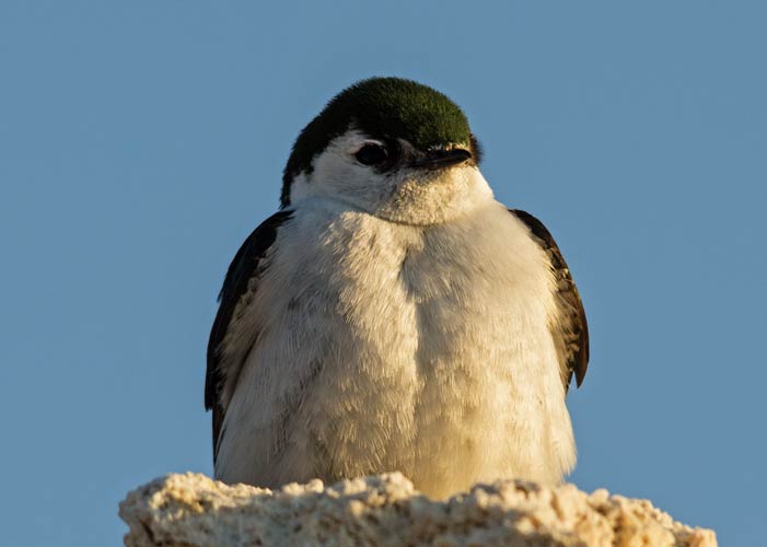 picture of bird