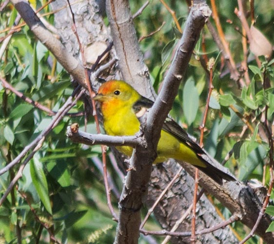 picture of bird