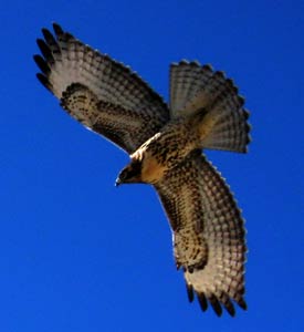 picture of bird