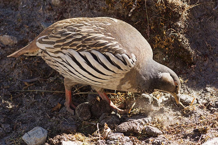 picture of bird
