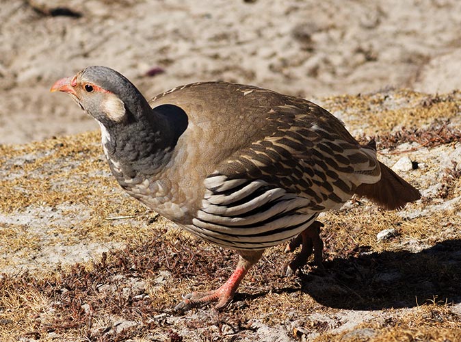 picture of bird