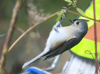 picture of bird