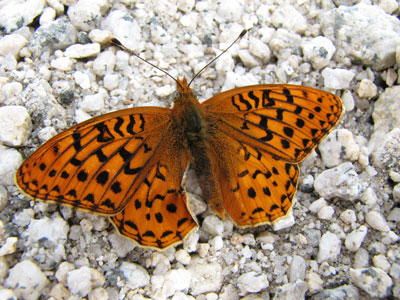 picture of butterfly
