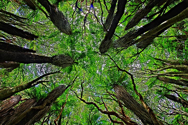 picture of New Zealand
