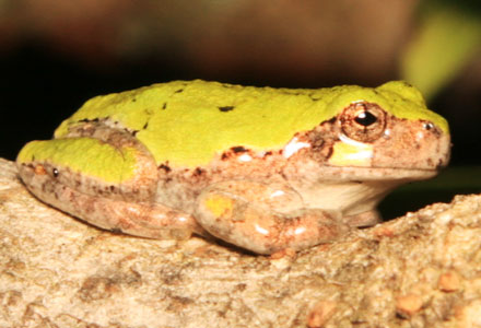 picture of rrg