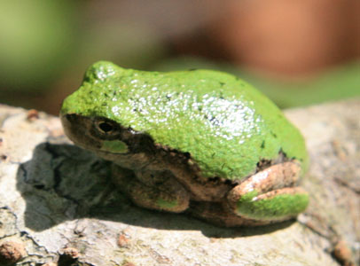 picture of rrg