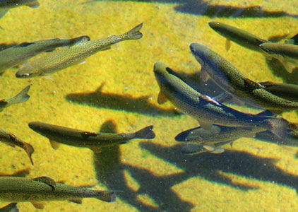 picture of trout