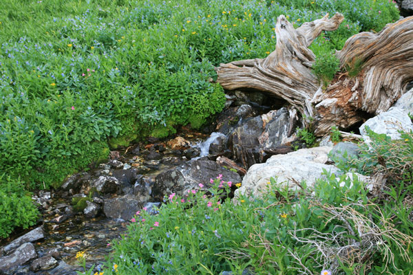 picture of stream