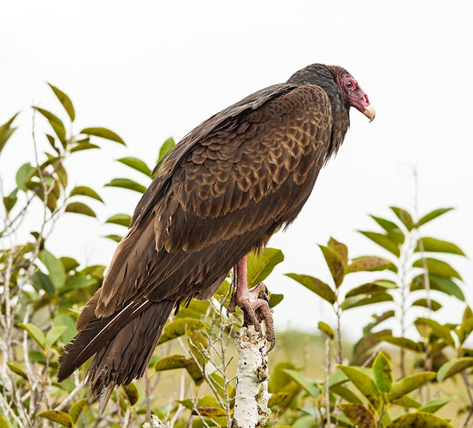 picture of bird