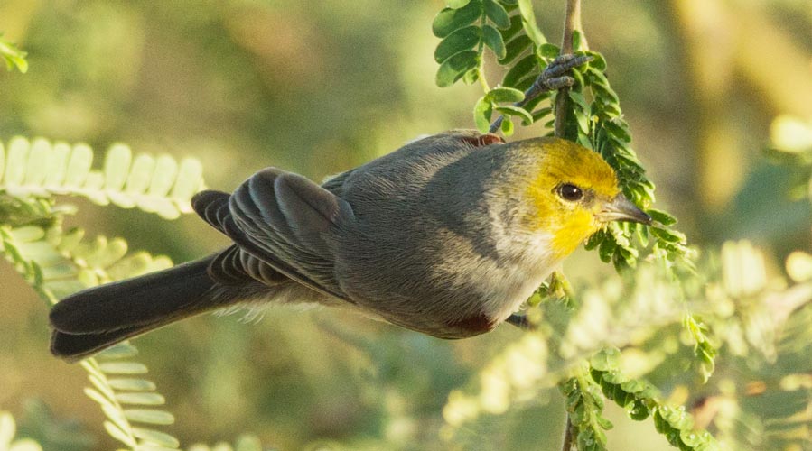 picture of bird