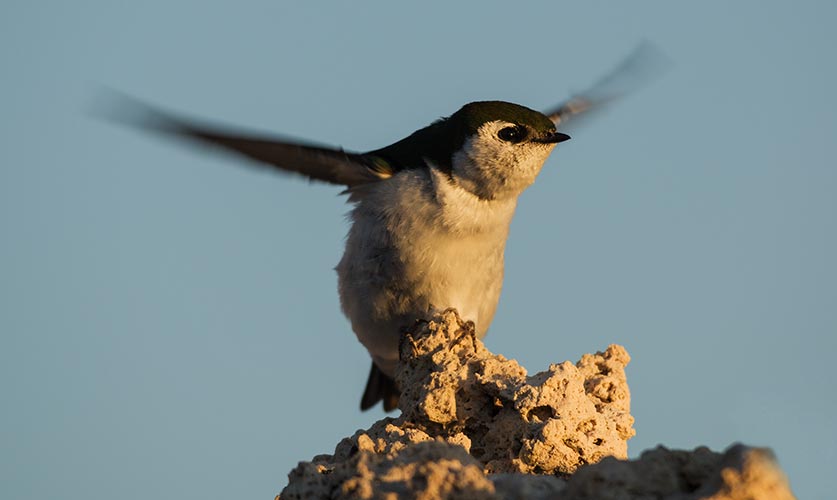 picture of bird