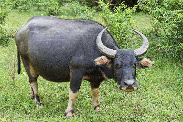 picture of Laos