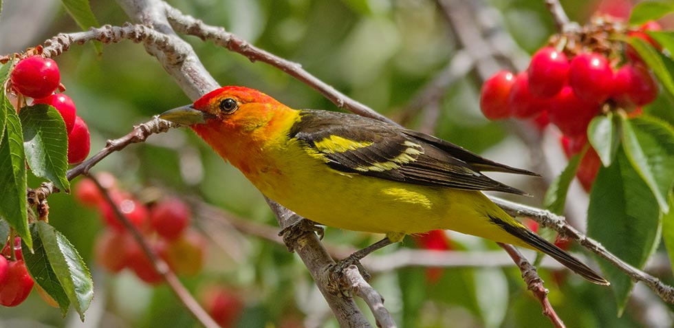 picture of bird