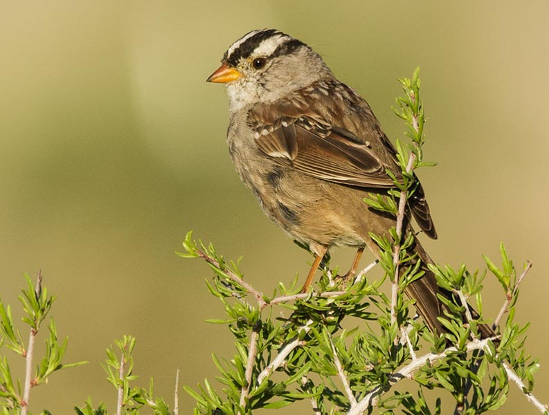 picture of bird