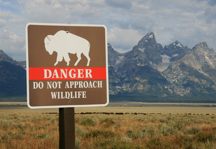 picture of the Grand Teton