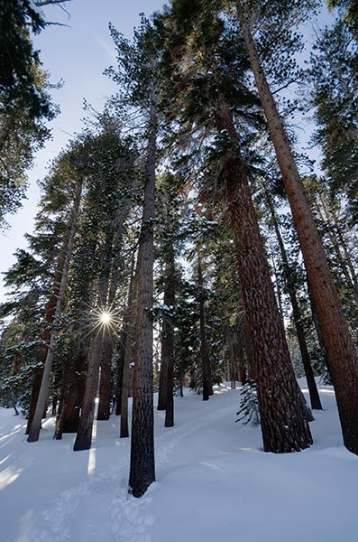 picture of winter
