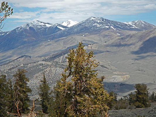 picture of bison