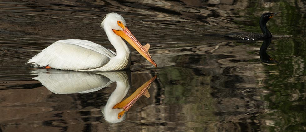 picture of bird