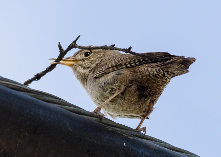 picture of bird