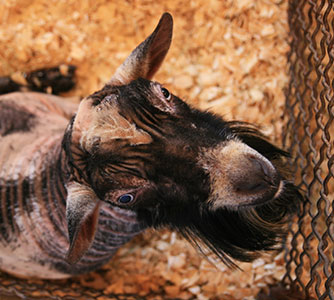 picture of goat