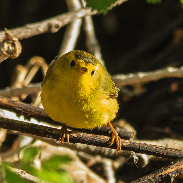 picture of bird