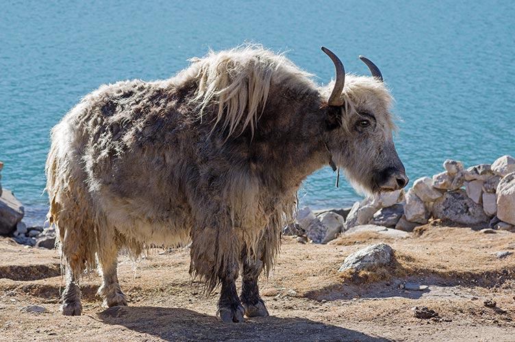 picture of Nepal
