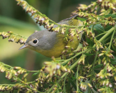 picture of bird