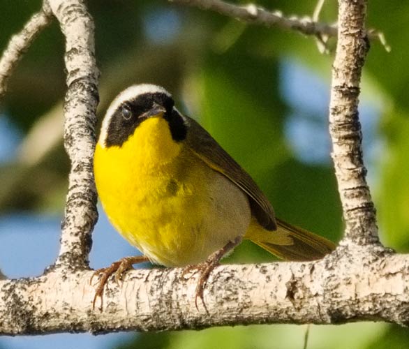 picture of bird