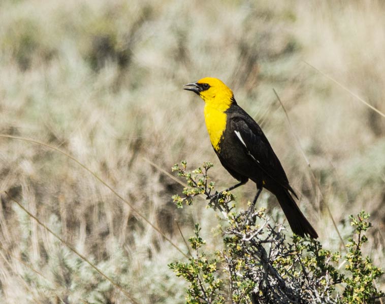picture of bird